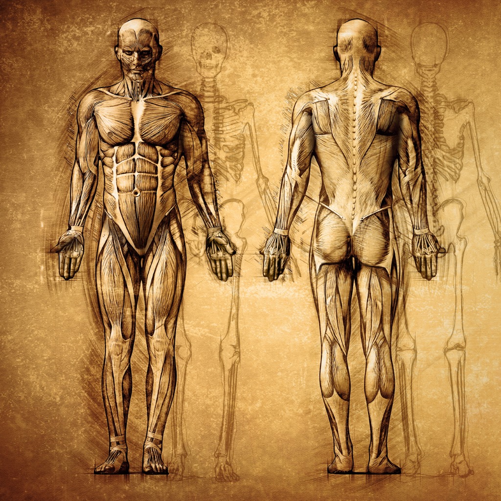 Medical Illustration