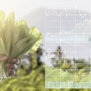 Food Market Analyst
