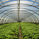 image for Greenhouse Technician