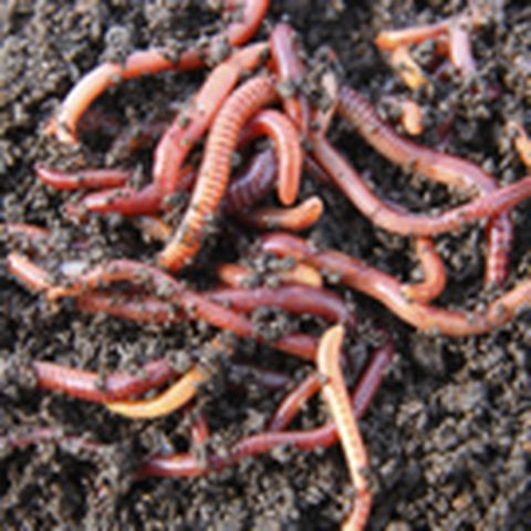 Vermiculturist
