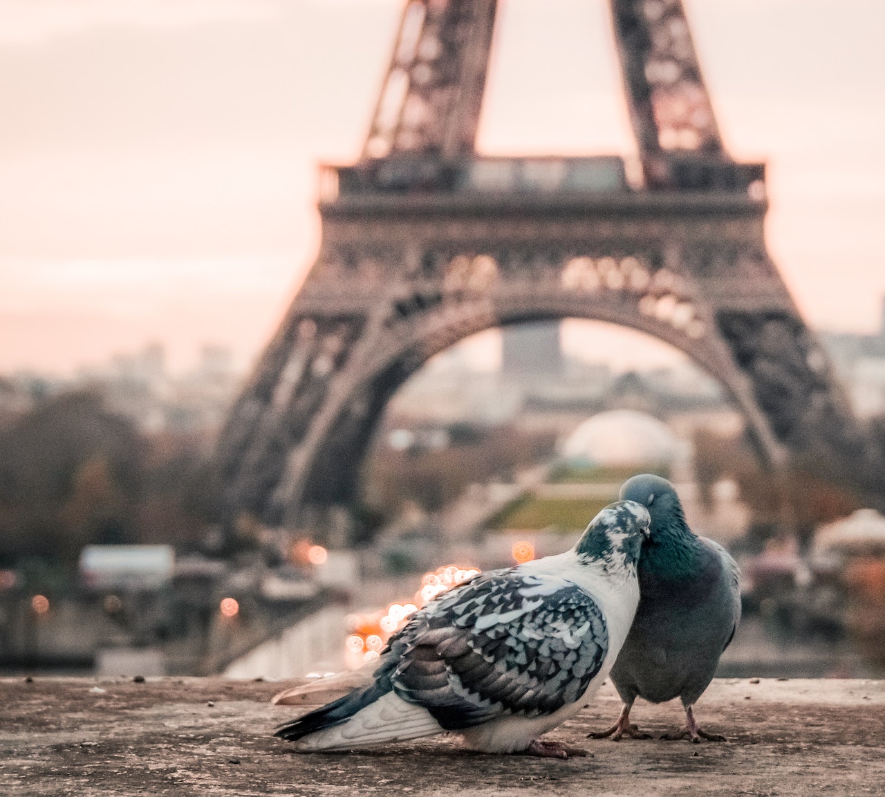 Romance Language Studies