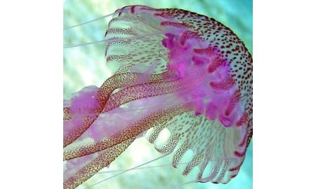 Marine Biologist