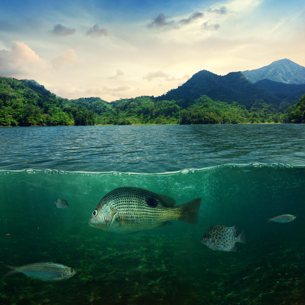 Natural Resource Management and Related Studies