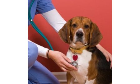 Veterinary Technologist