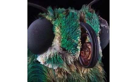 Entomologist