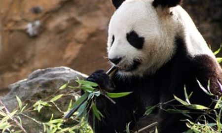 Zoo Educator