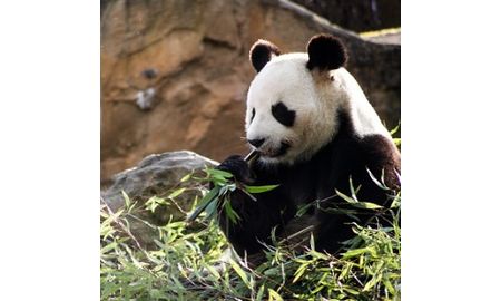 Zoo Educator