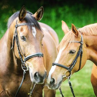 Equine Science