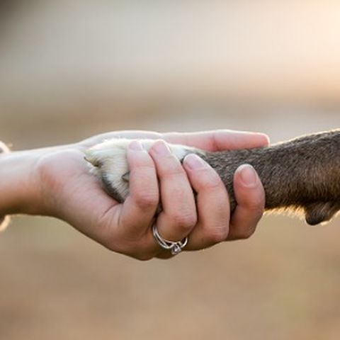 Animal Caretaker
