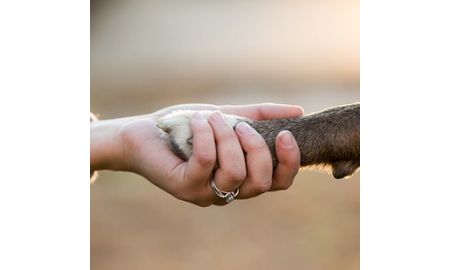 Animal Caretaker