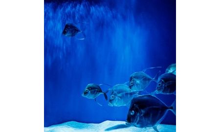 Aquarist