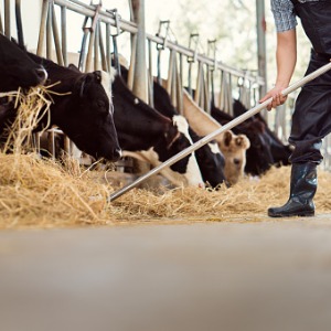 Dairy Herdsperson