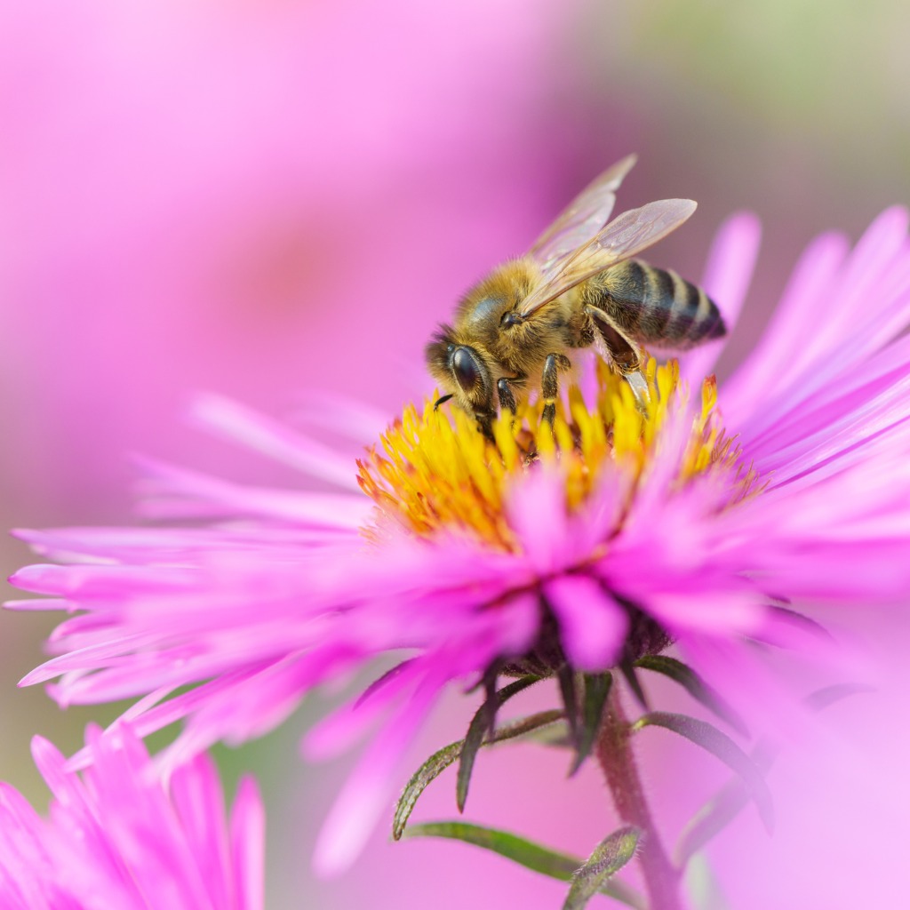 Ecology and Related Studies