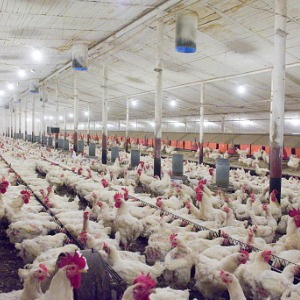 Poultry Farmer