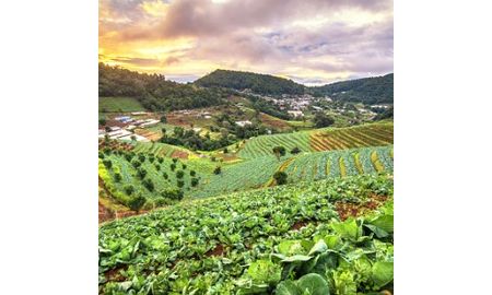 Organic Farmer