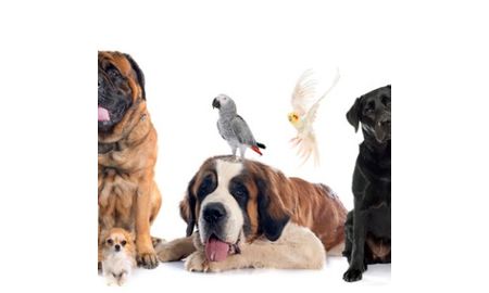 Veterinarian
