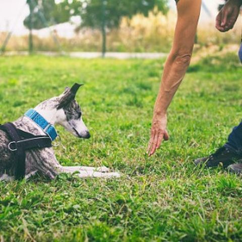 Dog Trainer