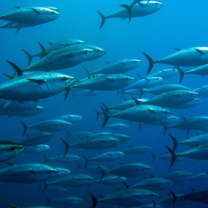 Fishery Officer