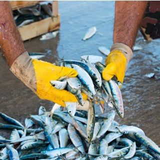 image for Commercial Fisherman