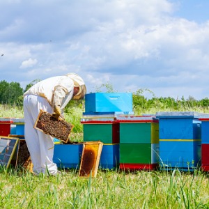 Beekeeper