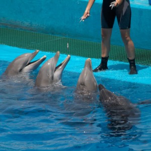 Marine Mammal Trainer