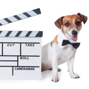 image for Animal Trainer For Film And Television