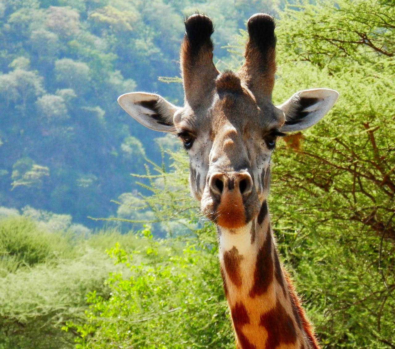 Zoology and Related Animal Studies