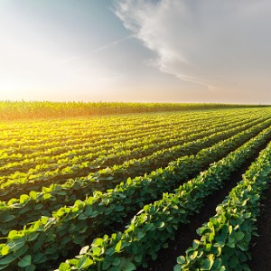 Soil and Plant Scientist