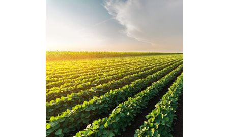 Soil and Plant Scientist