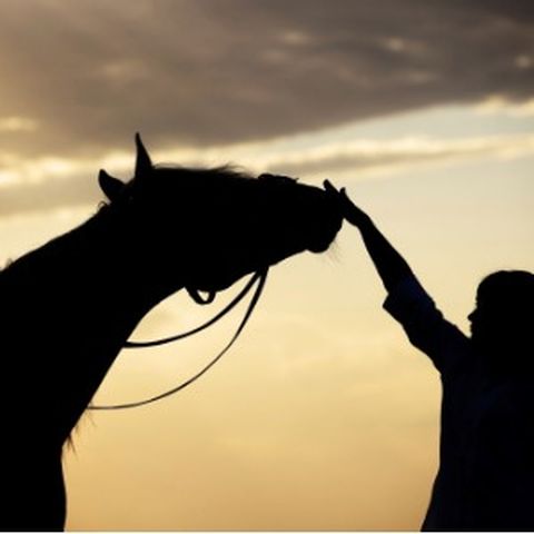Horse Trainer